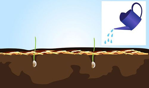 Sau đó, lấp đất kín các tép tỏi và tưới nước để giữ độ ẩm cho đất. Rễ tỏi sẽ phát triển nhanh và mạnh nếu gặp thời tiết ấm áp. Việc chăm sóc tỏi giai đoạn đầu rất quan trọng trong việc giúp cho cây có thể mọc mầm và đủ độ ẩm, vì thế việc thường xuyên tưới nước cho cây là điều rất cần thiết.