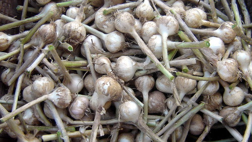 Khi lá cây tỏi ngả màu vàng là lúc tỏi đã có thể thu hoạch, lúc này chúng ta tiến hành vệ sinh và dự trữ tỏi.