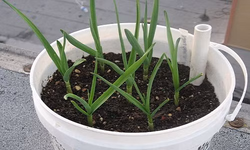 Tỏi sẽ lên mầm và lá, sau từ 2 - 3 tháng, tỏi sẽ ra hoa.