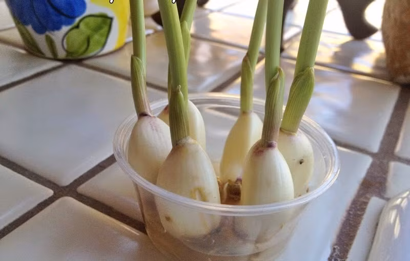 Thay nước cho nhánh tỏi thường xuyên, chúng sẽ nhanh chóng ra rễ và lên mầm. Cách làm này tuy tỏi mọc chậm nhưng lại rất dễ dàng.