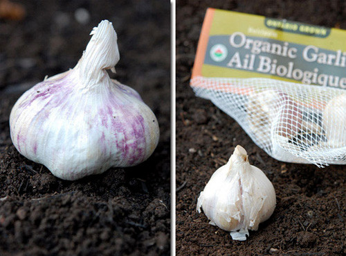 Cách 2: Bạn hãy chuẩn bị loại tỏi mà gia đình thích ăn (tỏi đen, tỏi lý sơn...). Nhẹ nhàng tách các nhánh tỏi và giữ chúng không bị trày xước hoặc dập nát.