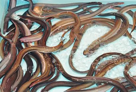 Kinh hai loat thuoc doc vo beo vat nuoi truoc khi tuon ban