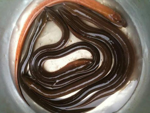 Thậm chí, thuốc tiêu hóa cũng được sử dụng cho lươn. Điều người tiêu dùng lo lắng đó là dư lượng kháng sinh và hóa chất trong thịt lươn nuôi thành phẩm trước khi bán ra thị trường có thể hại đến sức khỏe đến mức nào và đến khi nào, người tiêu dùng mới không bị đầu độc bởi hóa chất trong thực phẩm.