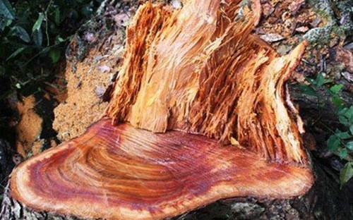 Mới đây, báo chí đưa tin một đại gia Hà Nội mua chiếc sập gỗ ngọc nghiến nguyên khối, làm từ thân một cây nghiến có đường kính 5m trên rừng ở Na Hang (tỉnh Tuyên Quang). Theo thông tin đăng tải, chiếc sập gỗ đẹp mắt này có giá trị 1,5 tỷ đồng và chúng thuộc dạng hiếm có ở Việt Nam.