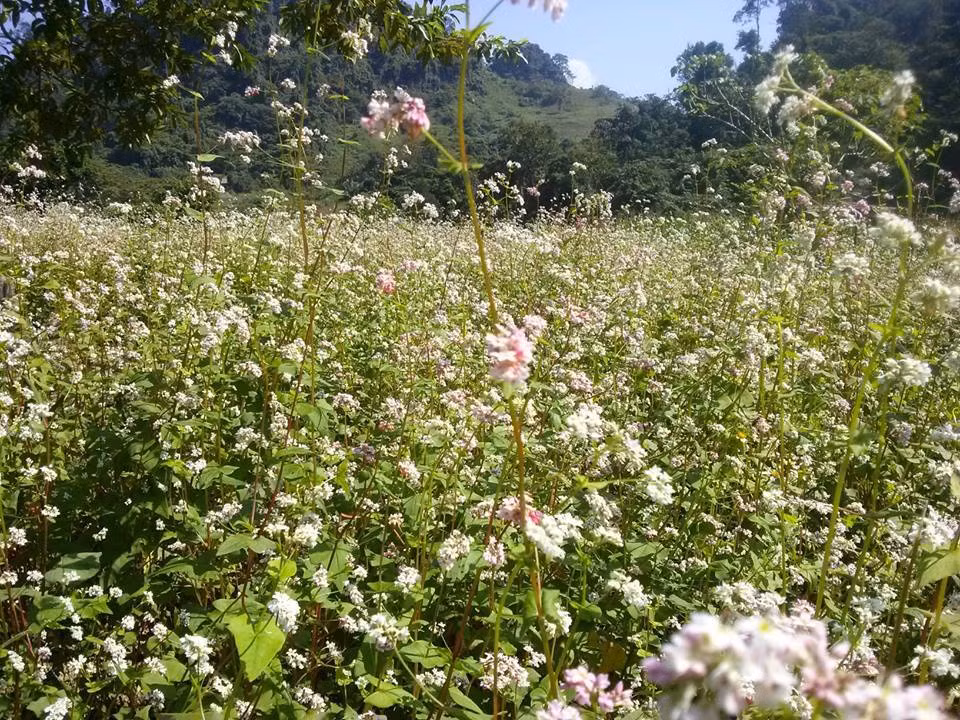 Tour ngắm tam giác mạch trắng ở Thái Nguyên có hành trình từ Hà Nội khoảng 150km, đến xã Thượng Nung, huyện Võ Nhai, tỉnh Thái Nguyên. Theo thông tin trên trang Foody, vườn tam giác mạch Thái Nguyên cách thành phố khoảng 60km. Đây là một vườn hoa nhỏ, rộng khoảng 1500 m2 nằm trong thung lũng. Ảnh: Group Tam Giác Mạch Thái Nguyên.