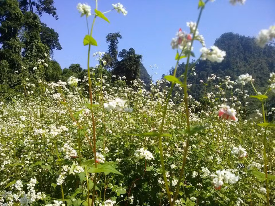 Đồi hoa tam giác mạch trắng Thái Nguyên mới được trồng và bắt đầu mở cửa cho khách du lịch vào thăm. Tuy nhiên, để vào được vườn hoa, du khách cần liên lạc được với người quản lý. Khách có thể di chuyển bằng ô tô hoặc xe máy. Ảnh: Group Tam Giác Mạch Thái Nguyên.