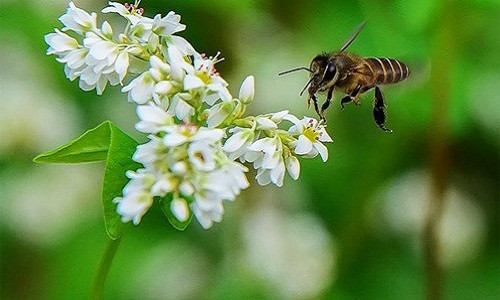 Chi phí cho khách vào chụp ảnh tại vườn hoa là 20.000 đồng/người. Thuê đồ chụp ảnh (quần, áo) là 30.000 đồng/giờ.