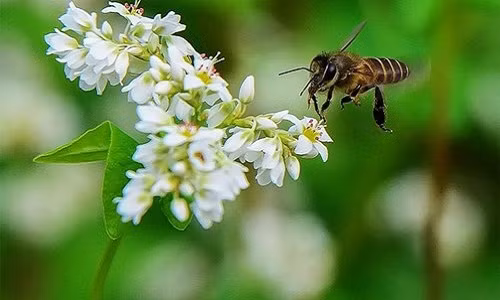 Chi phí cho khách vào chụp ảnh tại vườn hoa là 20.000 đồng/người. Thuê đồ chụp ảnh (quần, áo) là 30.000 đồng/giờ.