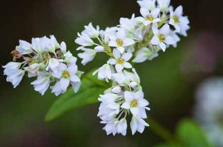 Cuối tháng 10 là dịp hoa tam giác mạch nở rộ. Với những du khách không có nhiều thời gian, kinh phí để đi Hà Giang ngắm hoa thì tour đi ngắm tam giác mạch Thái Nguyên là hợp lý. Hiện tại Thái Nguyên có một khu vườn tam giác mạch trắng hứa hẹn là địa điểm du lịch gần Hà Nội "nóng" nhất tháng này.