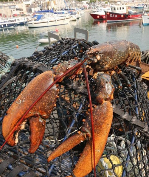 Đối với các thương lái, tôm hùm sẽ được trả giá theo cân nặng. Tuy nhiên, do quá to lớn, nên con tôm hùm này được các ngư dân thống nhất sẽ thả về biển.