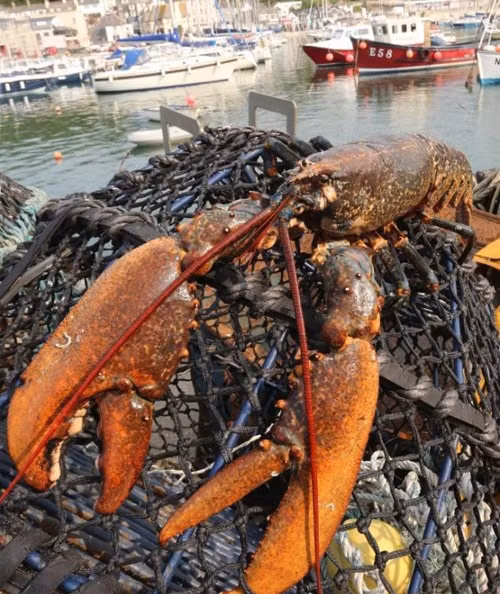 Đối với các thương lái, tôm hùm sẽ được trả giá theo cân nặng. Tuy nhiên, do quá to lớn, nên con tôm hùm này được các ngư dân thống nhất sẽ thả về biển.