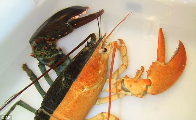 Viện nghiên cứu tôm hùm của Đại học Maine cho biết những chú tôm 2 màu như thế này là rất hiếm. Những trường hợp này chỉ xảy ra với tỉ lệ rất thấp 1/50 triệu con.