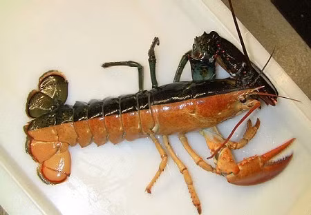 Tại tiểu bang Maine thuộc miền đông bắc nước Mỹ - người tên Jeff Edwards – làm nghề đánh bắt tôm đã bắt được 1 chú tôm quý hiếm có 2 màu khác biệt, một nửa màu vàng cam, một nửa màu nâu sẫm.