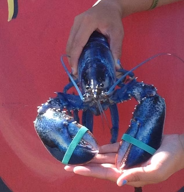 Màu sắc đặc biệt này có được là do một khác biệt trong bộ gen khiến lượng protein trong tôm tiết ra quá nhiều.