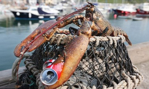 "Quái vật" tôm hùm dài tới 75cm, tuổi đời khoảng 60 năm từng bị sa lưới của một ngư dân ở Anh. Con tôm hùm có một cặp càng đáng sợ, sắc bén, có thể cắt đôi lon nước ngọt kim loại.