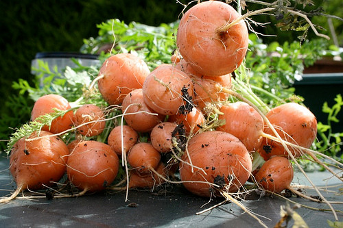 Chúng bắt đầu được nhân rộng và trồng tại nhiều quốc gia trên thế giới. Tại Việt Nam, các shop bán hạt giống online rao bán hạt giống cà rốt tròn với giá 120.000 - 150.000 đồng.