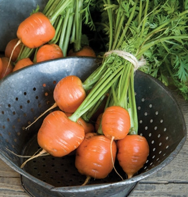 Như với hầu hết các loại cà rốt, cà rốt tròn sẽ ngọt hơn khi được trồng vào khoảng tháng 8, khi thời tiết dần chuyển sang mát và có chút sương giá.