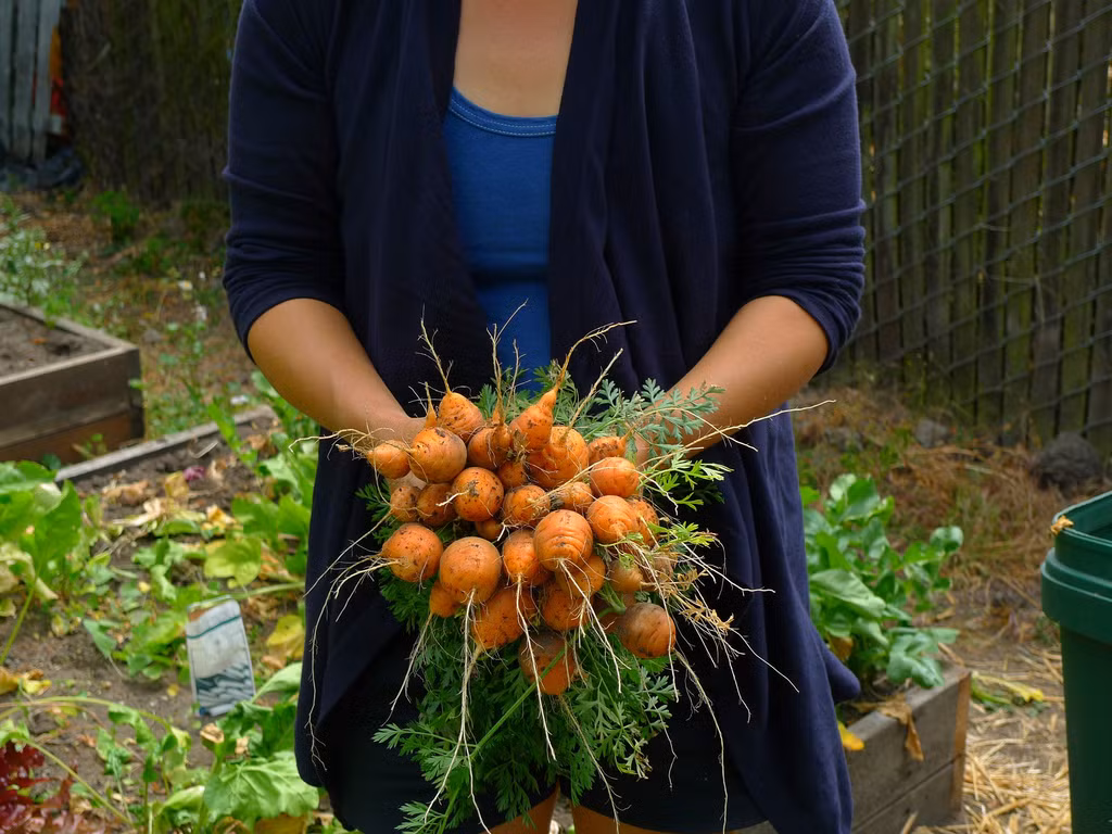 Chúng phù hợp với điều kiện trồng trong bồn, chậu nhỏ cho nhà đô thị không có nhiều diện tích sân vườn. Sau khoảng 50 - 68 ngày trồng và chăm sóc, cà rốt tròn tí hon có thể cho thu hoạch.