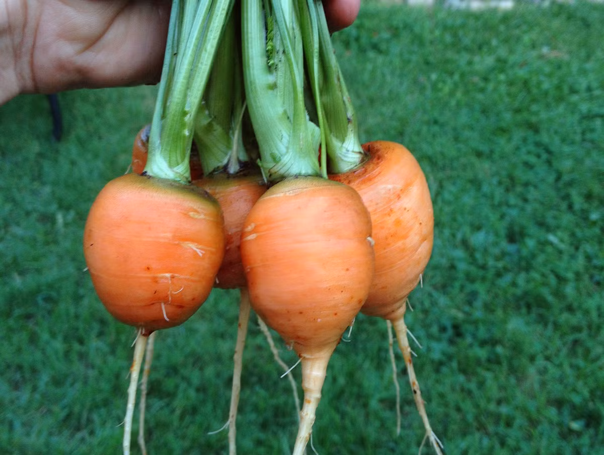 Chúng cũng được sử dụng như các loại cà rốt thường thấy, chế biến các món hầm, salad... với hương vị thơm, ngọt đặc trưng, rõ nét.