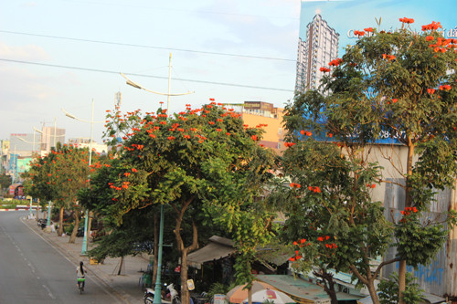 Không ít trang web bán cây giống rao bán loại cây này với mức giá thỏa thuận, trong khi chúng được khuyến cáo không nên trồng phổ biến.