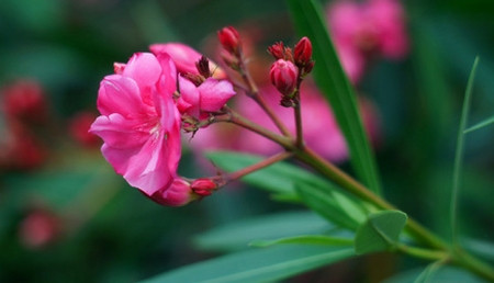 Hiện những cây trúc đào (cao 50-70cm) có giá bán lẻ khoảng 49.000 đồng/cây. Trúc đào có độc vẫn xuất hiện ở khu dân cư, trường học vì hoa đẹp, lại dễ sống ở điều kiện khắc nghiệt và người dân chưa biết nhiều về khả năng gây hại cho sức khỏe của chúng.