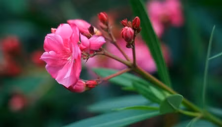 Hiện những cây trúc đào (cao 50-70cm) có giá bán lẻ khoảng 49.000 đồng/cây. Trúc đào có độc vẫn xuất hiện ở khu dân cư, trường học vì hoa đẹp, lại dễ sống ở điều kiện khắc nghiệt và người dân chưa biết nhiều về khả năng gây hại cho sức khỏe của chúng.