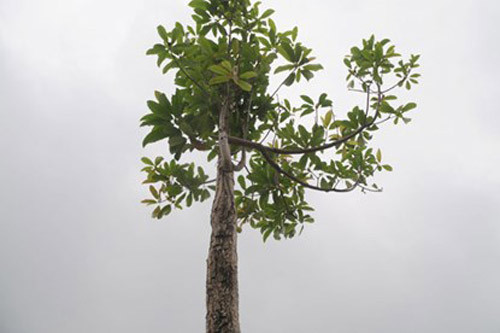 Hàng loạt cây xanh ở Hà Nội bị chặt và thay thế bằng một loại cây mới - được cho là cây vàng tâm từng khiến dư luận "nóng" hồi tháng 3/2015. Thực chất đây là cây gỗ mỡ, không có giá trị cao như cây vàng tâm. Sự việc thay nhầm cây này là một trong những scandal lớn suốt thời gian dài.