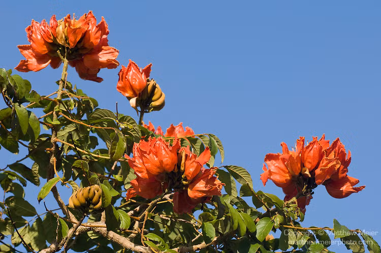 Loat cay canh do thi dinh scandal kho do o Viet Nam-Hinh-2