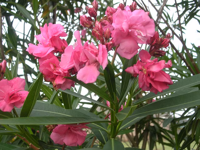 Trước đó, thông tin về loạt cây trúc đào được trồng phổ biến ở các thành phố, đô thị lớn thực chất có chất độc nguy hiểm đến tính mạng cũng khiến không ít người bất ngờ.