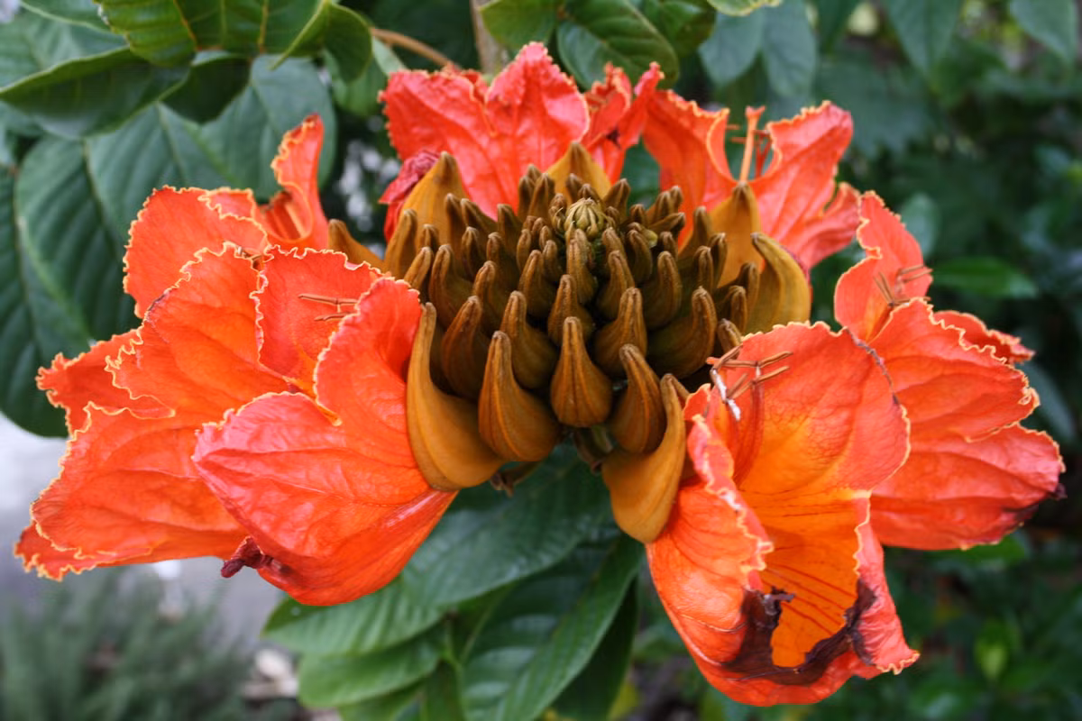 Theo thông tin trên báo Sài Gòn Online thì bông của loại cây này rất độc, nếu bông của nó phát tán rơi vào nguồn nước sử dụng của khu dân cư, hồ chứa nước sinh hoạt sẽ gây nguy hiểm cho con người và hệ sinh thái. Trong khi đó, không phải người dân nào cũng biết về điều này và vẫn mua sò đo cam về trồng.