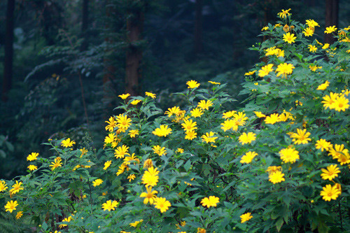 Nếu muốn di chuyển gần Hà Nội, bạn có thể chọn lịch trình đến vườn quốc gia Ba Vì (Hà Nội) để tận hưởng cảnh sắc núi rừng mờ ảo sương và sắc vàng của loài hoa này.