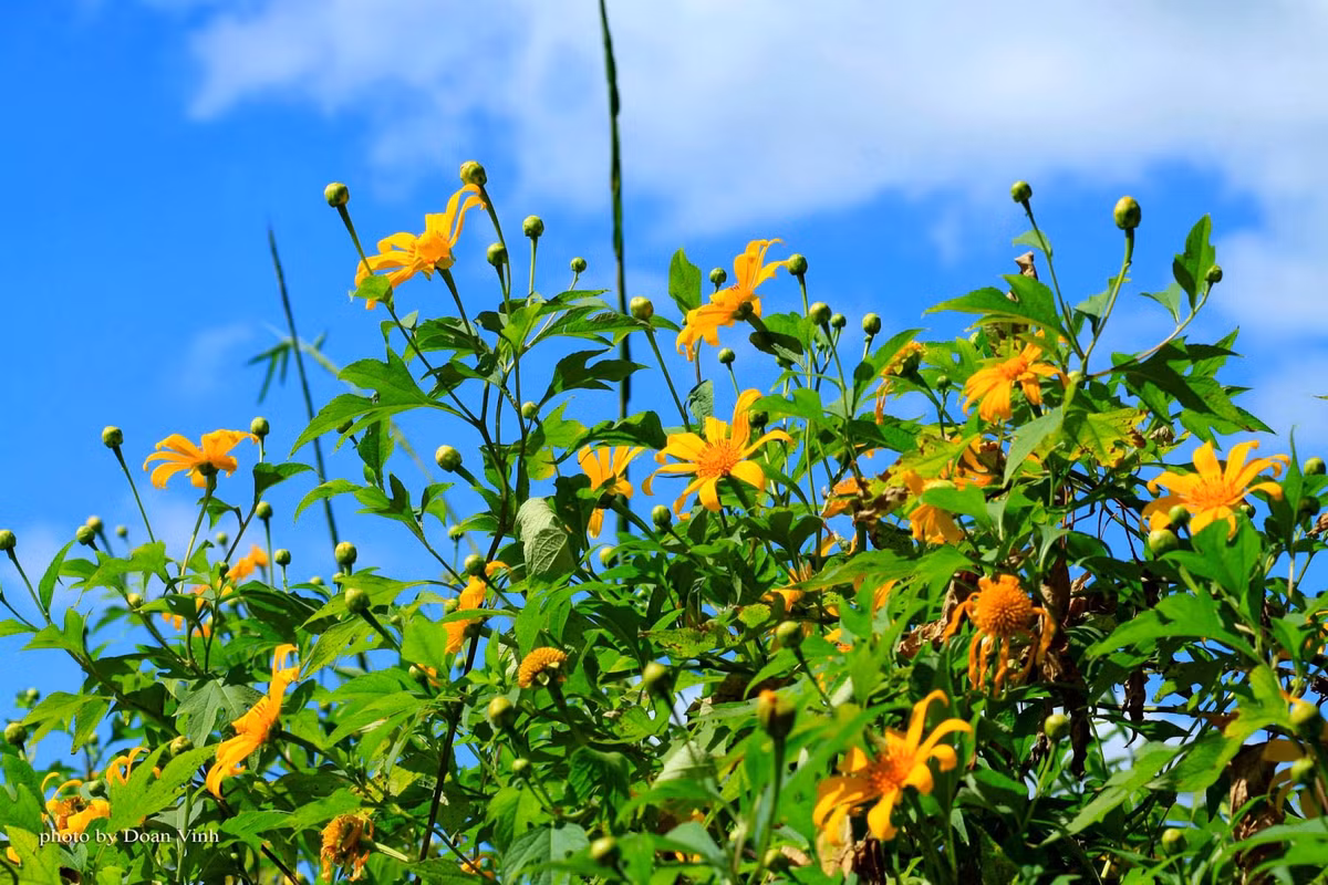 Giá tour đi Pleiku - Buôn Ma Thuột - Kontum dao động trên dưới 5 triệu đồng/người (tùy hành trình và thời gian di chuyển).