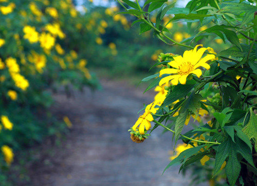 Tháng 11 là thời điểm các tour ngắm hoa dã quỳ đã bắt đầu "nóng", bởi đây là lúc loài hoa này đã rực vàng các lối đi, triền núi, mang đến khung cảnh thơ mộng và tuyệt đẹp cho du khách.