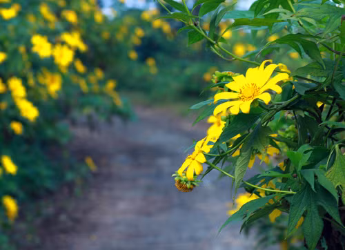 Tháng 11 là thời điểm các tour ngắm hoa dã quỳ đã bắt đầu "nóng", bởi đây là lúc loài hoa này đã rực vàng các lối đi, triền núi, mang đến khung cảnh thơ mộng và tuyệt đẹp cho du khách.