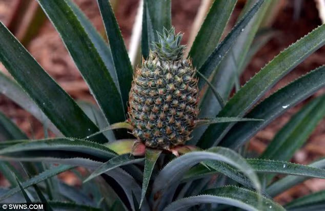 Ngoài ra, do ban đầu số lượng dứa chỉ có 8 quả nên chúng có giá "trên trời" như vậy, mỗi quả giá khoảng 1.200 bảng Anh (khoảng 40 triệu), thậm chí có quả lên đến 10.000 bảng (hơn 340 triệu đồng).