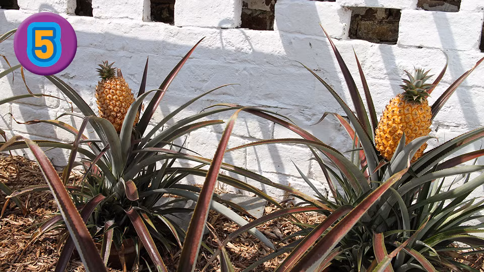 Chúng được trồng tự nhiên, không sử dụng bất kỳ loại phân bón hóa học nào để kích thích sự phát triển.