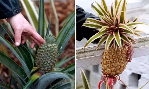 Được chăm sóc cầu kỳ, đặc biệt theo kiểu truyền thống hoàng gia Anh từ thế kỷ 19, những quả dứa đặc biệt này có giá từ 40 - hơn 300 triệu đồng/quả.