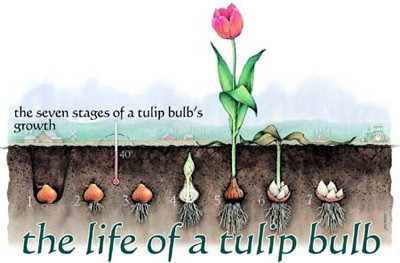 Tulip không cần nhiều ánh sáng, nên tránh ánh nắng chiếu trực tiếp gay gắt. Ngoài ra, chúng không thích sương muối.