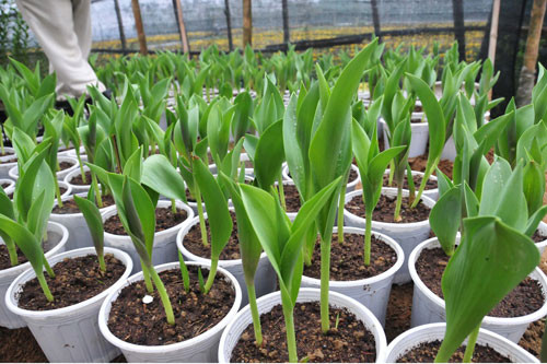 Khi cây đã đạt độ cao 5-10cm thì cần kiểm tra cây. Sau khi mầm cây cao 10-12cm thì cứ 7-10 ngày bón phân 1 lần, hòa loãng phân ở nồng độ 0,5% để tưới.