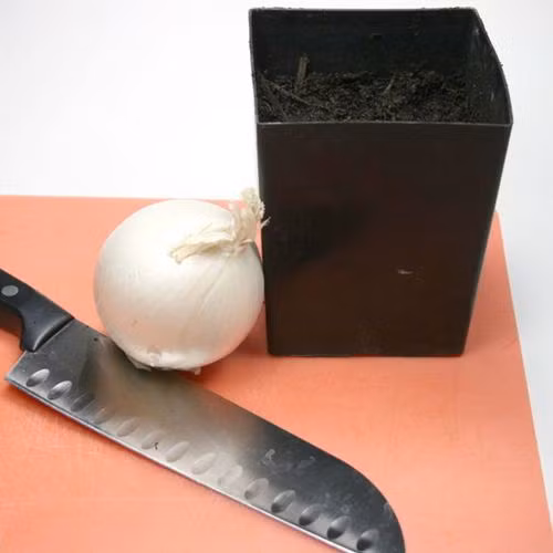 Nếu không trồng chậu nước, phần đuôi hành tây cắt thừa, bạn có thể trồng vào chậu đất theo cách truyền thống. Đất trồng tơi xốp, thoáng, dễ thoát nước, độ pH trung tính sẽ thích hợp cho hành tây.