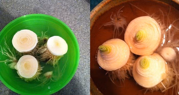 Ngâm phần gốc củ hành thừa trong nước sạch, chúng sẽ ra rễ và lên củ. Đây là chiêu bạn có thể dùng để tận dụng rau củ quả thừa, tái sinh chúng để có nguyên liệu cho lần nấu tiếp theo.