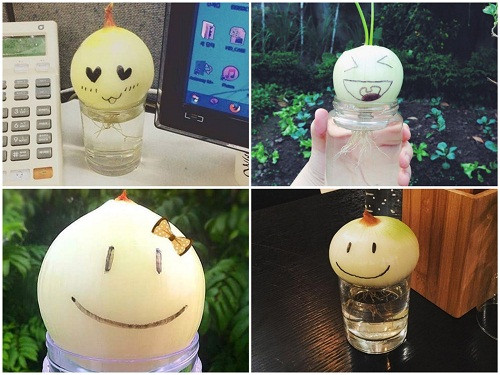 Trên mạng xã hội, nhiều người chia sẻ hình ảnh về những củ hành tây trồng trong nước dễ thương khó cưỡng, cũng có người thắc mắc cách trồng hành sao cho ra rễ và lên lá đẹp như trong phim. Các "mọt phim" và bà nội trợ thích trồng rau tại nhà có thể tham khảo hướng dẫn dưới đây để trồng hành ưng ý.