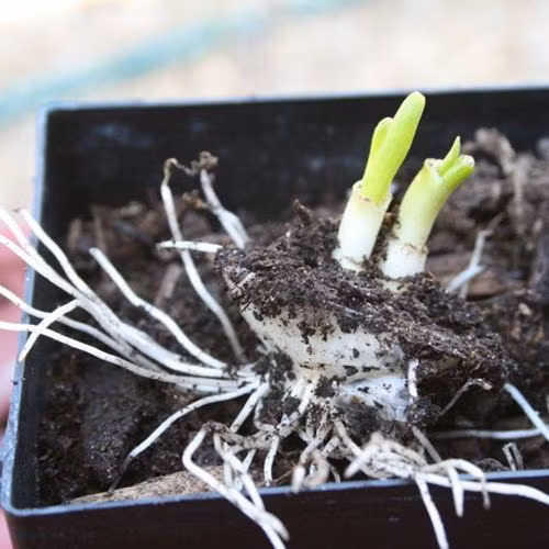 Sức sống mạnh mẽ, dẻo dai sẽ giúp hành tây tái sinh rất nhanh và lên củ.