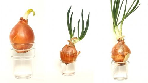 Bạn thay nước sạch hàng ngày cho hành tây, sau khoảng 7 ngày, phần rễ cũ sẽ mọc dài và có màu trắng. Phía trên, hành tây đã nhú mầm.