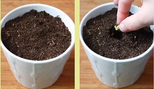 Tạo một lỗ nhỏ trên đất trồng đã được làm tơi xốp và bỏ hạt chanh vào, vùi đất nhẹ lên hạt.