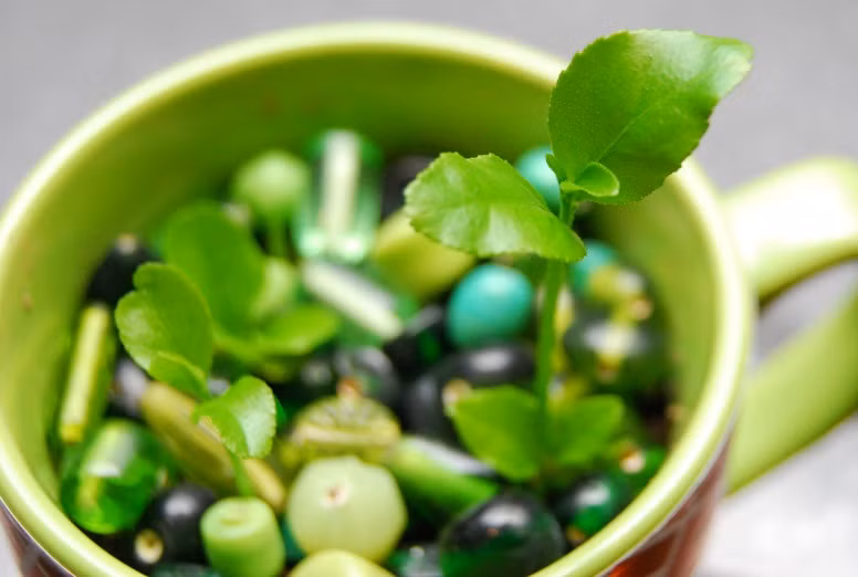 Bạn có thể trang trí cho chậu chanh những viên sỏi, bi màu, đá màu đẹp mắt.