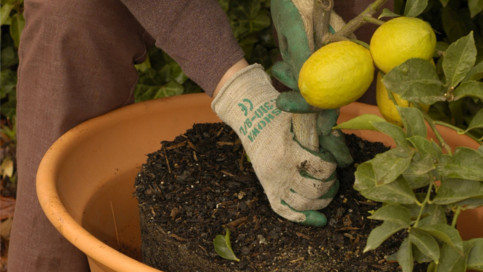 Nếu muốn có một chậu chanh hoàn chỉnh đã có quả, ra hoa, bạn có thể mua sẵn chanh cây tại đường Hoàng Hoa Thám (Hà Nội) với giá từ 50.000 đồng trở lên/cây (không bao gồm chậu).