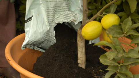 Chuẩn bị đất, các chất dinh dưỡng cho cây và trồng chanh trong chậu dễ dàng.