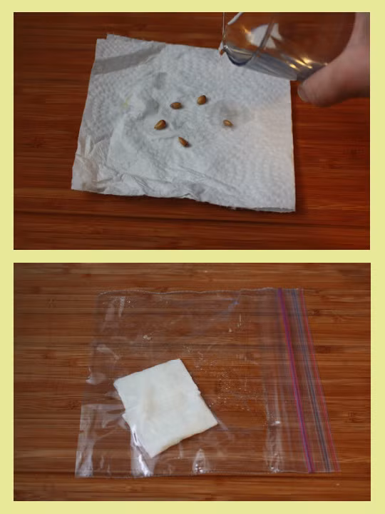 Đặt các hạt chanh vừa bóc vỏ vào miếng giấy hoặc bông y tế được nhúng nước cho ẩm. Sau đó, bạn bỏ bông (giấy) có hạt chanh vào túi nilon. Để chúng trong túi nilon từ 3-5 ngày.