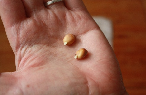 Hạt chanh lấy nước sẽ to lên và bắt đầu nhú mầm. Bây giờ chúng đã sẵn sàng để trồng vào chậu đất.